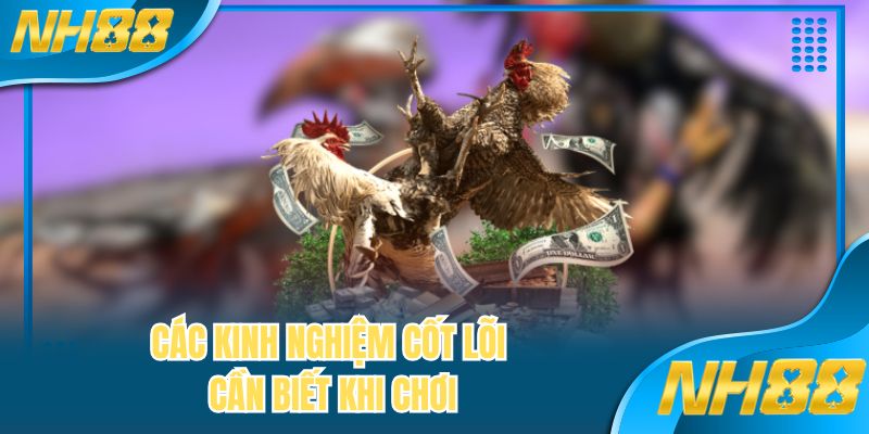 Các kinh nghiệm cốt lõi cần biết khi chơi đá gà cựa sắt