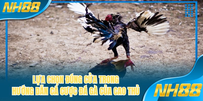 Lựa chọn đúng cửa trong hướng dẫn cá cược đá gà của cao thủ